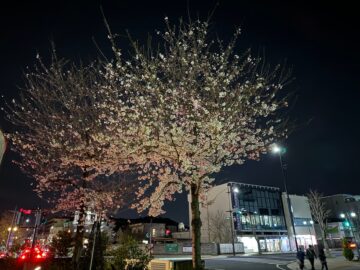夜桜　足利市